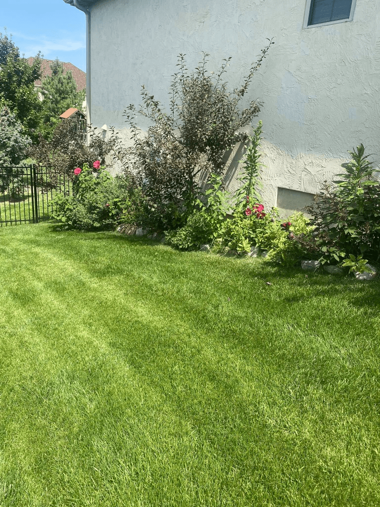 Freshly mowed lawn with diagonal mower stripes beside a landscaped garden bed