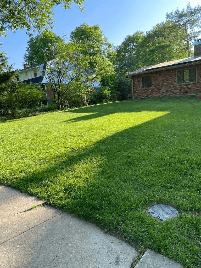 Well-maintained green residential lawn in a suburban neighborhood